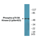 Western Blot - p70S6 Kinase beta (phospho Ser423) Cell Based ELISA Kit (CBP1760) - Antibodies.com