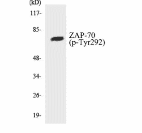 Western Blot - ZAP-70 (phospho Tyr292) Cell Based ELISA Kit (CBP1234) - Antibodies.com