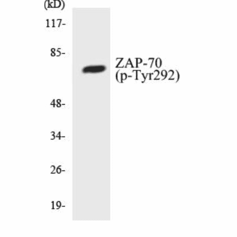 Western Blot - ZAP-70 (phospho Tyr292) Cell Based ELISA Kit (CBP1234) - Antibodies.com