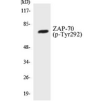 Western Blot - ZAP-70 (phospho Tyr292) Cell Based ELISA Kit (CBP1234) - Antibodies.com