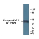 Western Blot - Kir6.2 (phospho Thr224) Cell Based ELISA Kit (CBP1432) - Antibodies.com