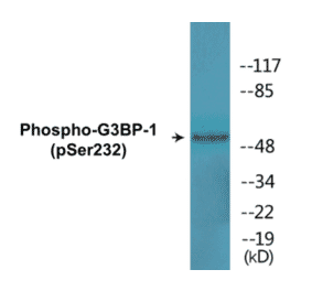 Western Blot - G3BP-1 (phospho Ser232) Cell Based ELISA Kit (CBP1560) - Antibodies.com