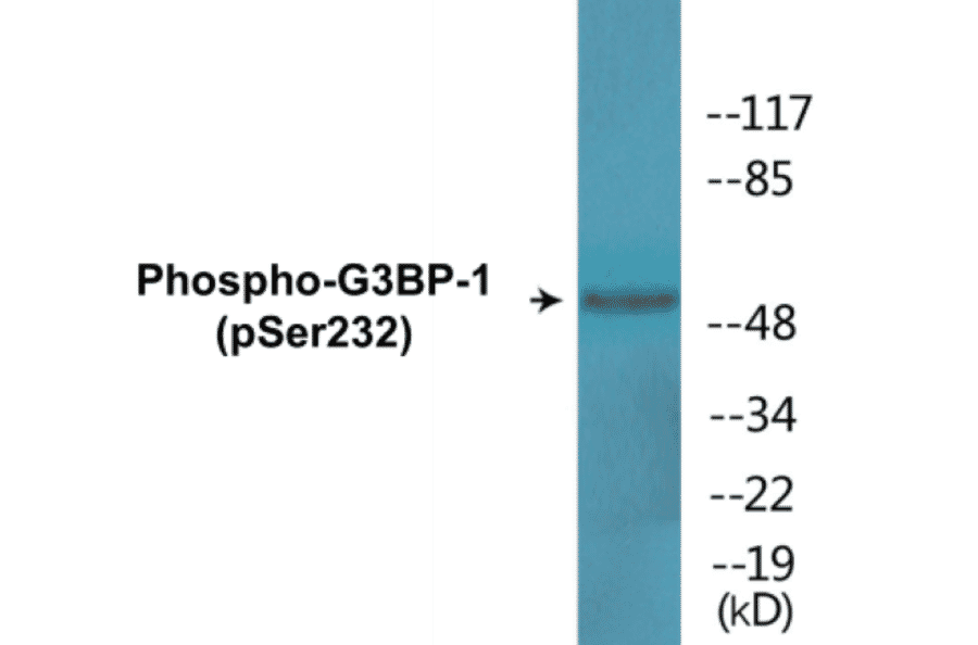 Western Blot - G3BP-1 (phospho Ser232) Cell Based ELISA Kit (CBP1560) - Antibodies.com