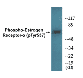 Western Blot - Estrogen Receptor alpha (phospho Tyr537) Cell Based ELISA Kit (CBP1152) - Antibodies.com