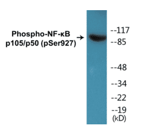 Western Blot - NF-kB p105 / p50 (phospho Ser927) Cell Based ELISA Kit (CBP1021) - Antibodies.com