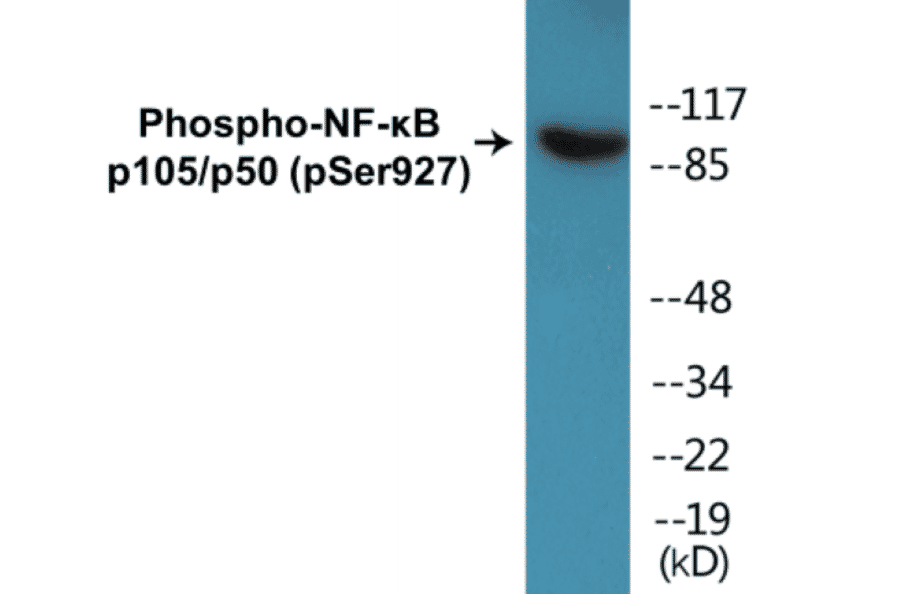 Western Blot - NF-kB p105 / p50 (phospho Ser927) Cell Based ELISA Kit (CBP1021) - Antibodies.com
