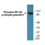 Western Blot - NF-kB p105 / p50 (phospho Ser927) Cell Based ELISA Kit (CBP1021) - Antibodies.com