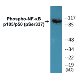 Western Blot - NF-kB p105 / p50 (phospho Ser337) Cell Based ELISA Kit (CBP1045) - Antibodies.com