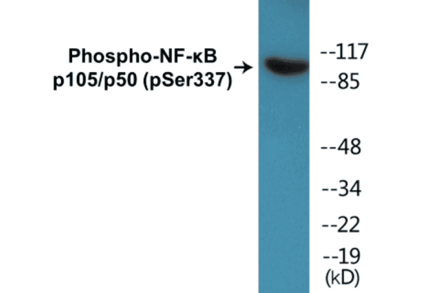 Western Blot - NF-kB p105 / p50 (phospho Ser337) Cell Based ELISA Kit (CBP1045) - Antibodies.com