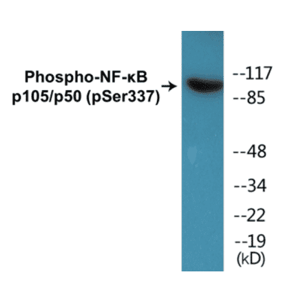 Western Blot - NF-kB p105 / p50 (phospho Ser337) Cell Based ELISA Kit (CBP1045) - Antibodies.com