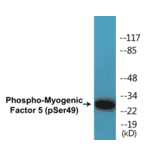 Western Blot - Myogenic Factor 5 (phospho Ser49) Cell Based ELISA Kit (CBP1473) - Antibodies.com