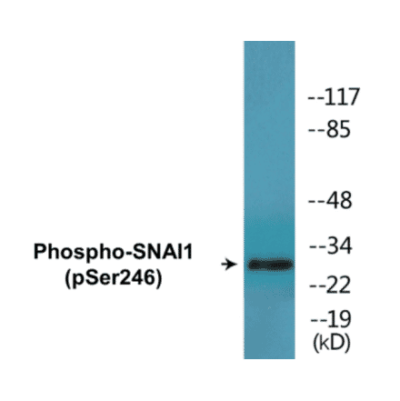 Western Blot - SNAI1 (phospho Ser246) Cell Based ELISA Kit (CBP1479) - Antibodies.com