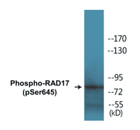 Western Blot - RAD17 (phospho Ser645) Cell Based ELISA Kit (CBP1078) - Antibodies.com