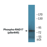 Western Blot - RAD17 (phospho Ser645) Cell Based ELISA Kit (CBP1078) - Antibodies.com