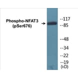 Western Blot - NFAT3 (phospho Ser676) Cell Based ELISA Kit (CBP1183) - Antibodies.com