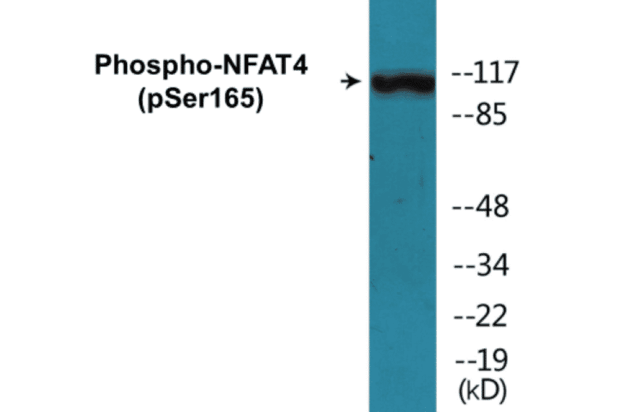 Western Blot - NFAT4 (phospho Ser165) Cell Based ELISA Kit (CBP1184) - Antibodies.com