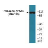 Western Blot - NFAT4 (phospho Ser165) Cell Based ELISA Kit (CBP1184) - Antibodies.com