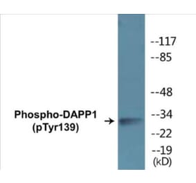 Western Blot - DAPP1 (phospho Tyr139) Cell Based ELISA Kit (CBP1361) - Antibodies.com
