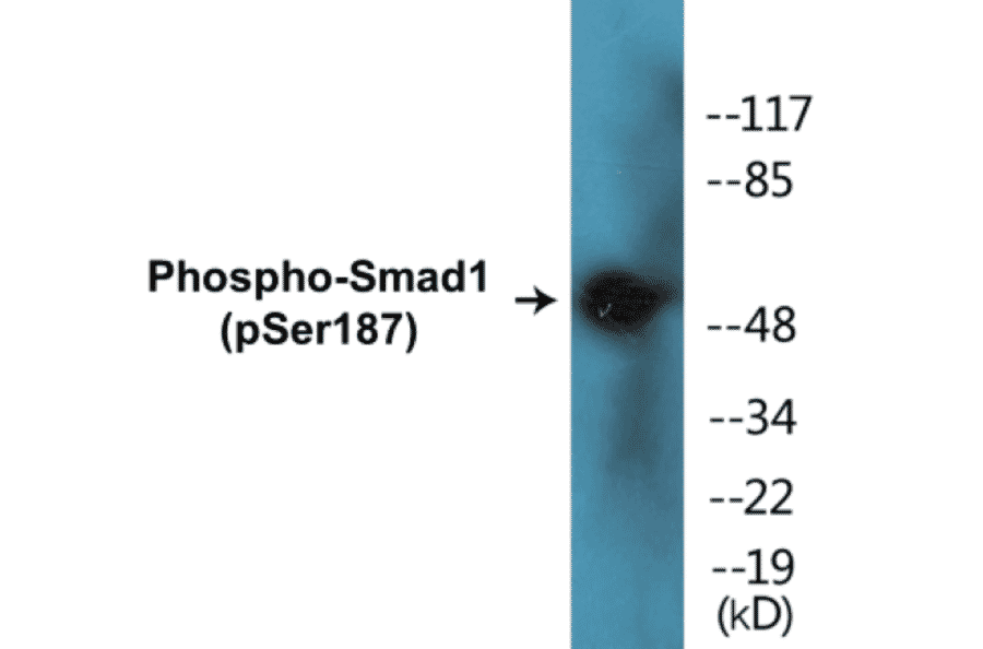 Western Blot - Smad1 (phospho Ser187) Cell Based ELISA Kit (CBP1391) - Antibodies.com