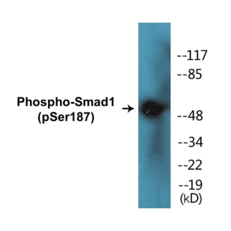 Western Blot - Smad1 (phospho Ser187) Cell Based ELISA Kit (CBP1391) - Antibodies.com