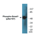 Western Blot - Smad1 (phospho Ser187) Cell Based ELISA Kit (CBP1391) - Antibodies.com