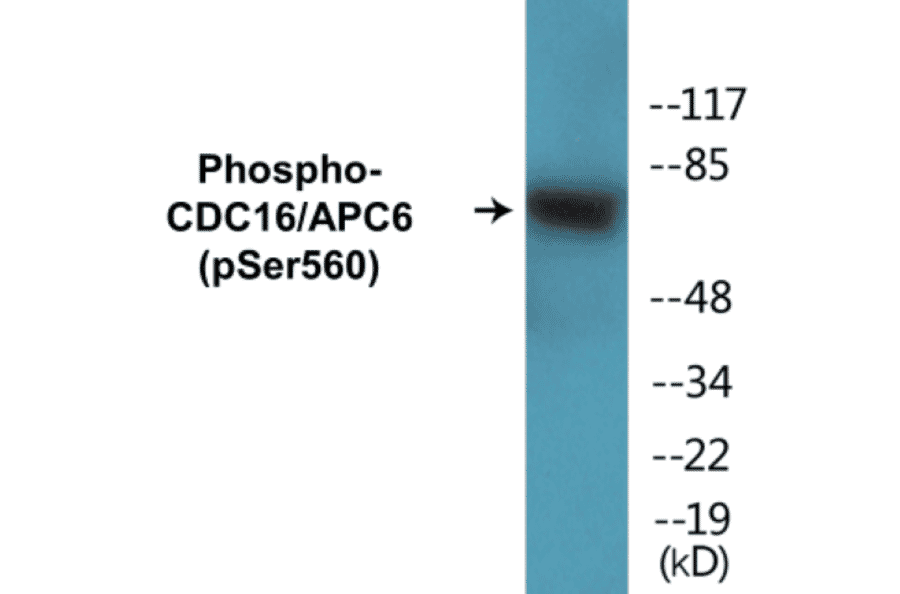 Western Blot - CDC16 (phospho Ser560) Cell Based ELISA Kit (CBP1404) - Antibodies.com