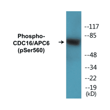 Western Blot - CDC16 (phospho Ser560) Cell Based ELISA Kit (CBP1404) - Antibodies.com