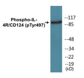 Western Blot - IL-4R (phospho Tyr497) Cell Based ELISA Kit (CBP1420) - Antibodies.com
