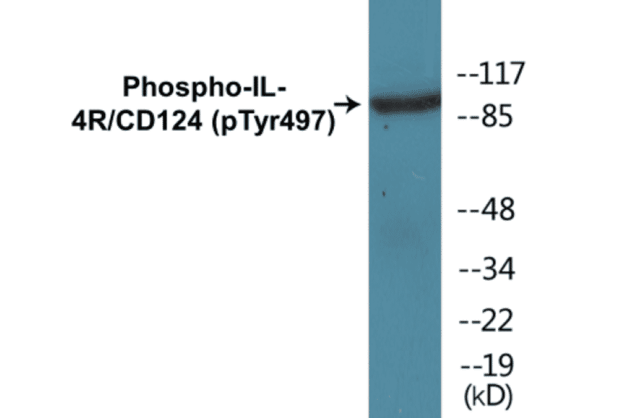 Western Blot - IL-4R (phospho Tyr497) Cell Based ELISA Kit (CBP1420) - Antibodies.com