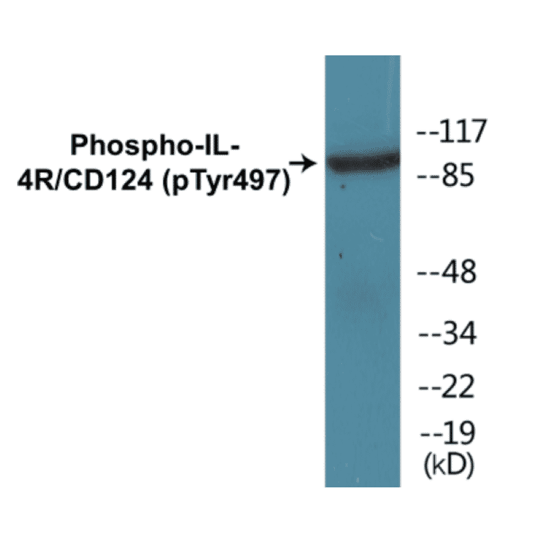 Western Blot - IL-4R (phospho Tyr497) Cell Based ELISA Kit (CBP1420) - Antibodies.com