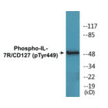 Western Blot - IL-7R (phospho Tyr449) Cell Based ELISA Kit (CBP1421) - Antibodies.com