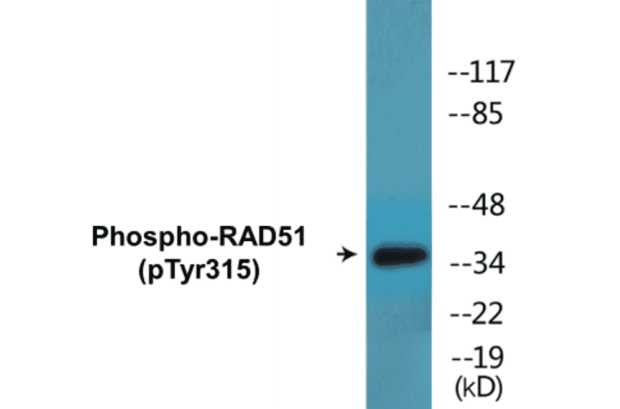 Western Blot - RAD51 (phospho Tyr315) Cell Based ELISA Kit (CBP1437) - Antibodies.com