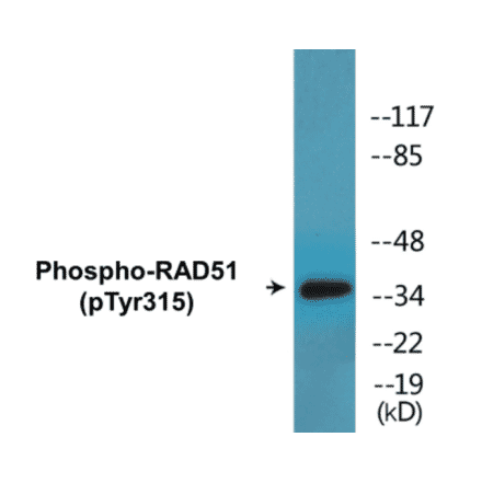 Western Blot - RAD51 (phospho Tyr315) Cell Based ELISA Kit (CBP1437) - Antibodies.com