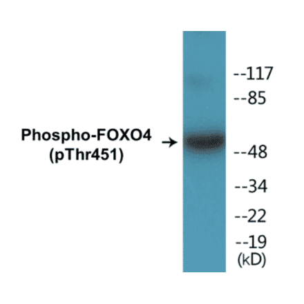 Western Blot - FOXO4 (phospho Thr451) Cell Based ELISA Kit (CBP1449) - Antibodies.com