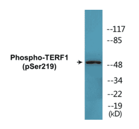 Western Blot - TERF1 (phospho Ser219) Cell Based ELISA Kit (CBP1482) - Antibodies.com