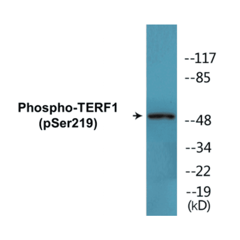 Western Blot - TERF1 (phospho Ser219) Cell Based ELISA Kit (CBP1482) - Antibodies.com