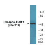 Western Blot - TERF1 (phospho Ser219) Cell Based ELISA Kit (CBP1482) - Antibodies.com