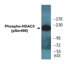 Western Blot - HDAC5 (phospho Ser498) Cell Based ELISA Kit (CBP1570) - Antibodies.com