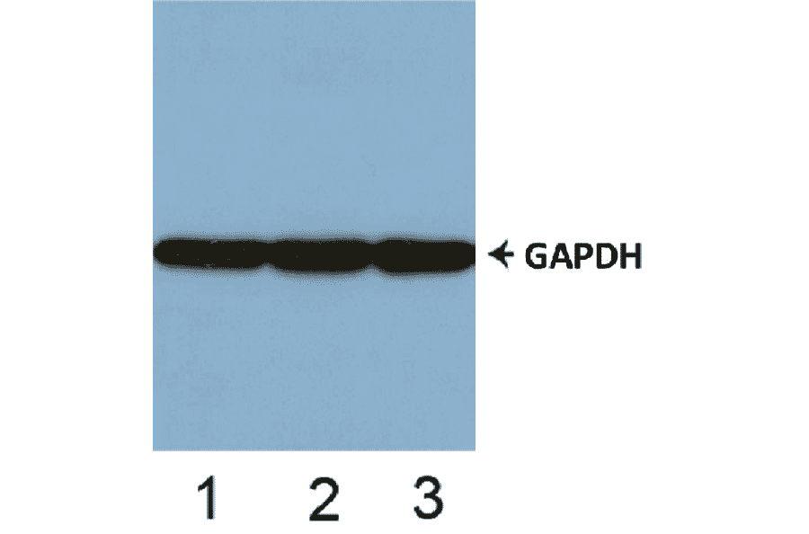 Western Blot - Control Antibody - HDAC5 (phospho Ser498) Cell Based ELISA Kit (CBP1570) - Antibodies.com