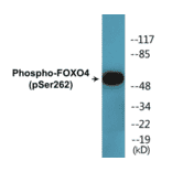 Western Blot - FOXO4 (phospho Ser262) Cell Based ELISA Kit (CBP1722) - Antibodies.com