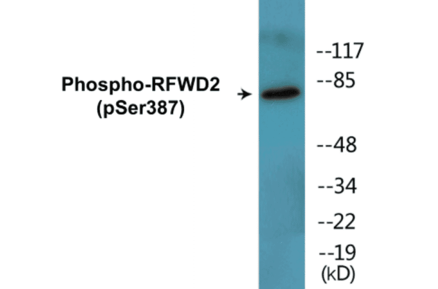 Western Blot - RFWD2 (phospho Ser387) Cell Based ELISA Kit (CBP1837) - Antibodies.com