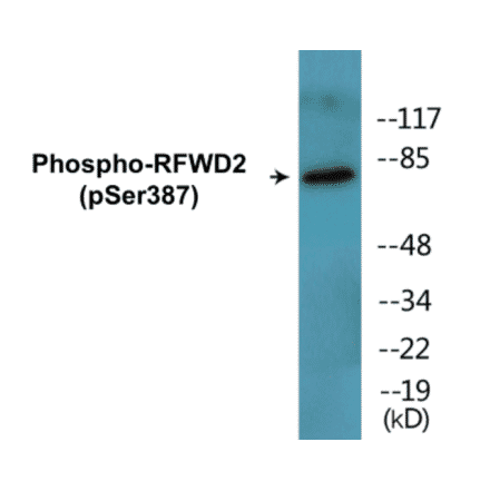Western Blot - RFWD2 (phospho Ser387) Cell Based ELISA Kit (CBP1837) - Antibodies.com