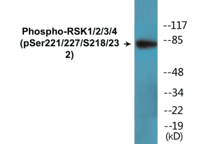 Western Blot - RSK1 + 2 + 3 + 4 (phospho Ser221 + Ser227 + Ser218 + Ser232) Cell Based ELISA Kit (CBP1772) - Antibodies.com