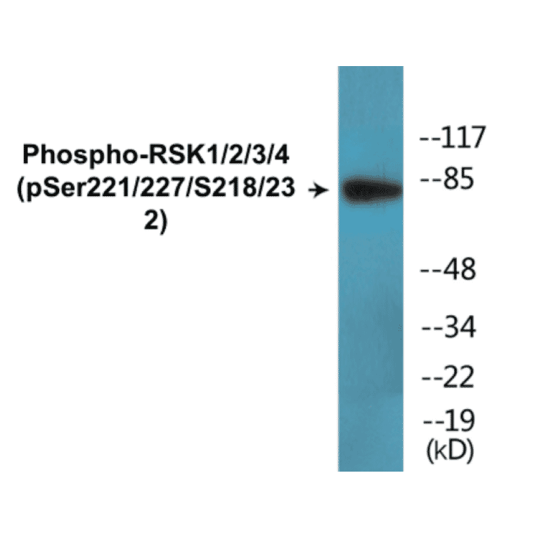 Western Blot - RSK1 + 2 + 3 + 4 (phospho Ser221 + Ser227 + Ser218 + Ser232) Cell Based ELISA Kit (CBP1772) - Antibodies.com
