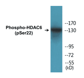 Western Blot - HDAC6 (phospho Ser22) Cell Based ELISA Kit (CBP1379) - Antibodies.com