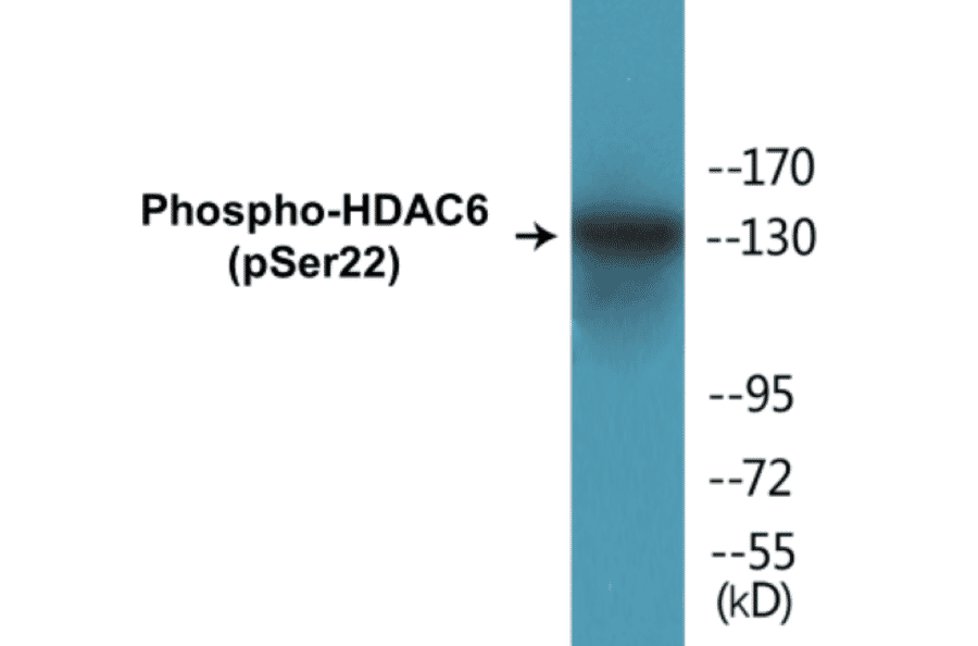 Western Blot - HDAC6 (phospho Ser22) Cell Based ELISA Kit (CBP1379) - Antibodies.com