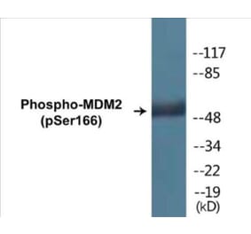 Western Blot - MDM2 (phospho Ser166) Cell Based ELISA Kit (CBP1177) - Antibodies.com