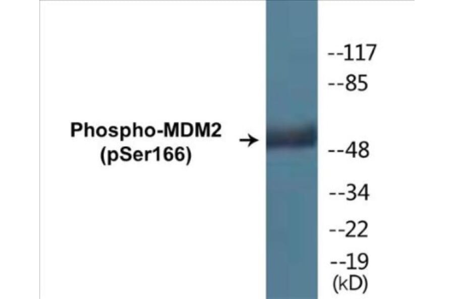 Western Blot - MDM2 (phospho Ser166) Cell Based ELISA Kit (CBP1177) - Antibodies.com
