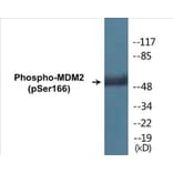 Western Blot - MDM2 (phospho Ser166) Cell Based ELISA Kit (CBP1177) - Antibodies.com