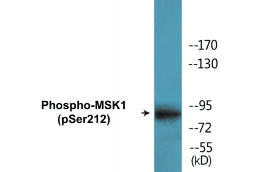 Western Blot - MSK1 (phospho Ser212) Cell Based ELISA Kit (CBP1757) - Antibodies.com